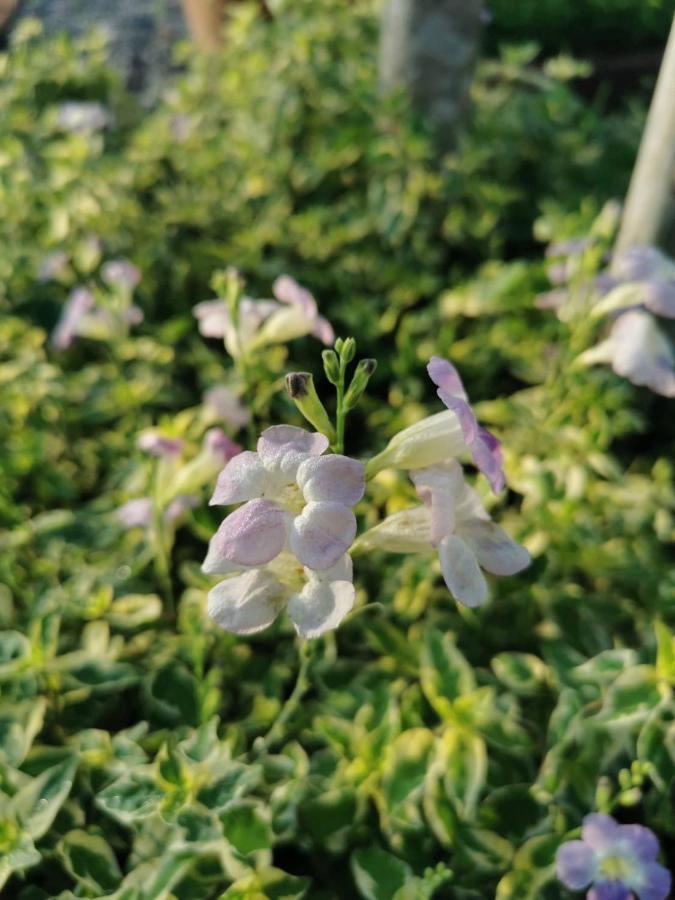 مبيت وإفطار Ban Nong Sa Nararin Garden House المظهر الخارجي الصورة